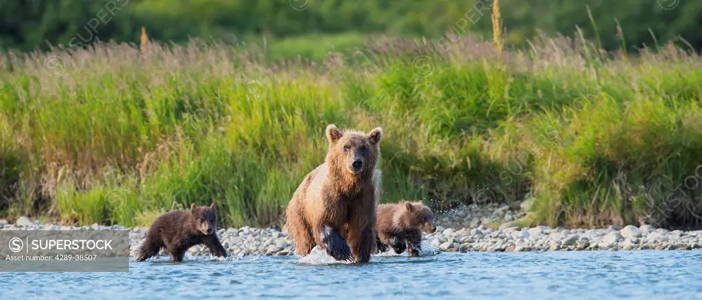 Brown Bear sow and cubs fishing for salmon in Mikfik Creek, McNeil River State Game Sanctuary, Southwest Alaska, Summer