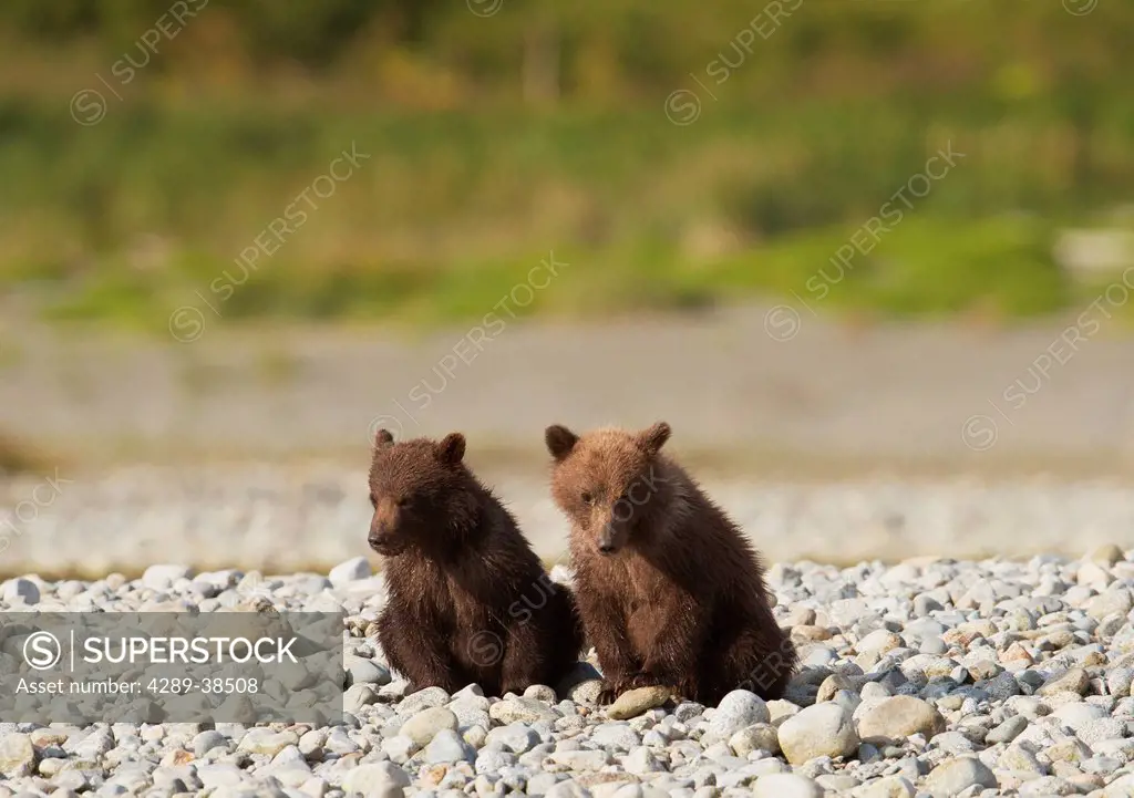 Brown Bear cubs siting on the shore of Mikfik Creek, McNeil River State Game Sanctuary, Southwest Alaska, Summer