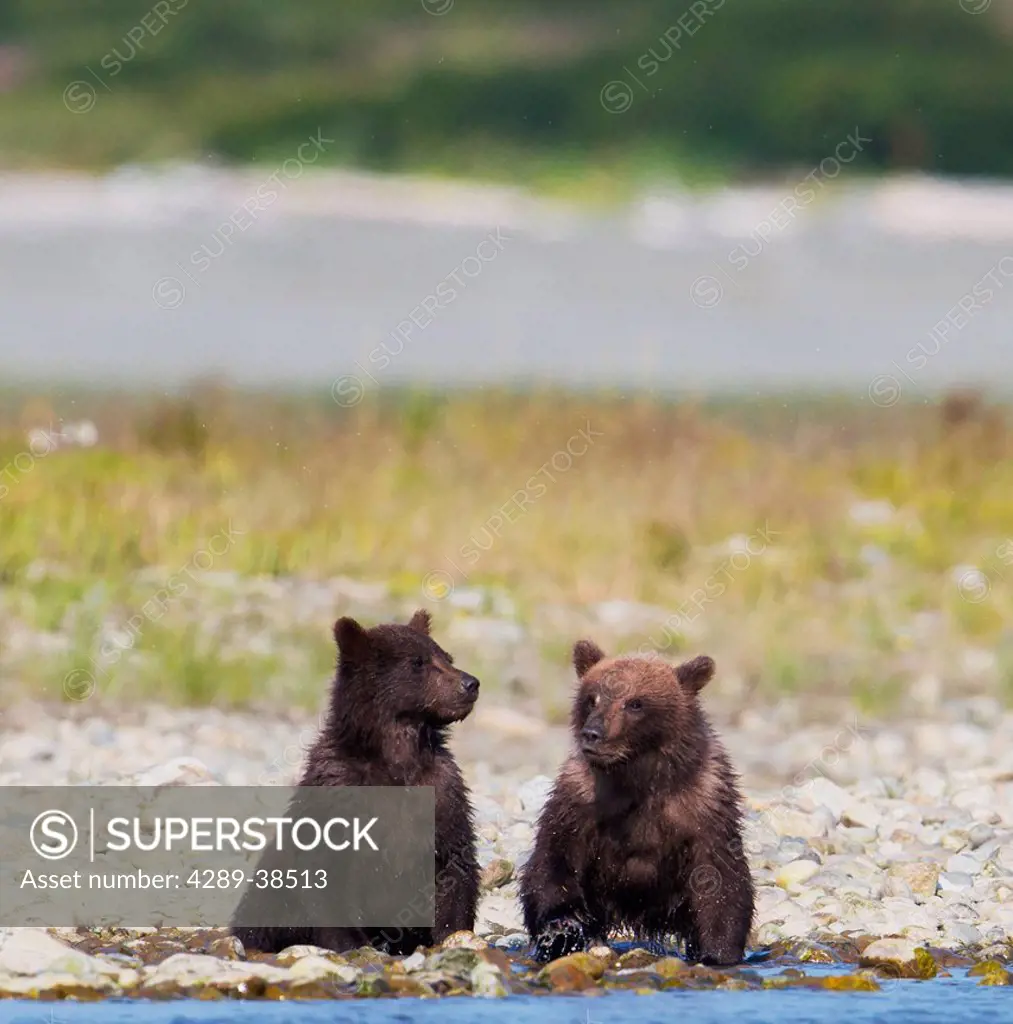 Brown Bear cubs sitting on the shore of Mikfik Creek, McNeil River State Game Sanctuary, Southwest Alaska, Summer