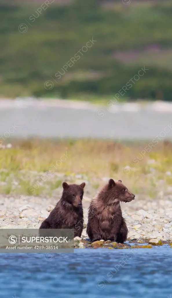 Brown Bear cubs sitting on the shore of Mikfik Creek, McNeil River State Game Sanctuary, Southwest Alaska, Summer