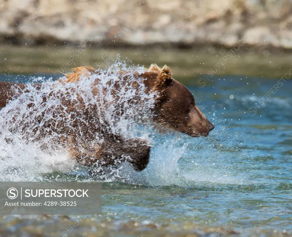 Brown Bear running through Mikfik Creek, McNeil River State Game Sanctuary, Southwest Alaska, Summer