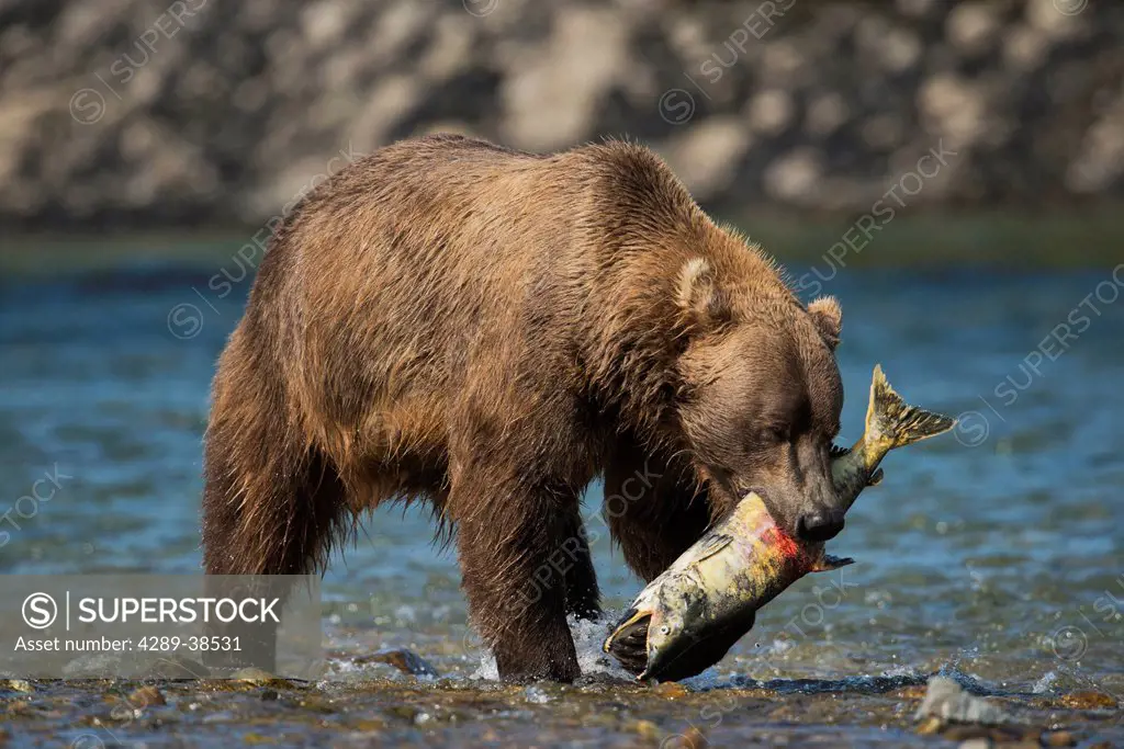 Brown Bear eating salmon in Mikfik Creek, McNeil River State Game Sanctuary, Southwest Alaska, Summer