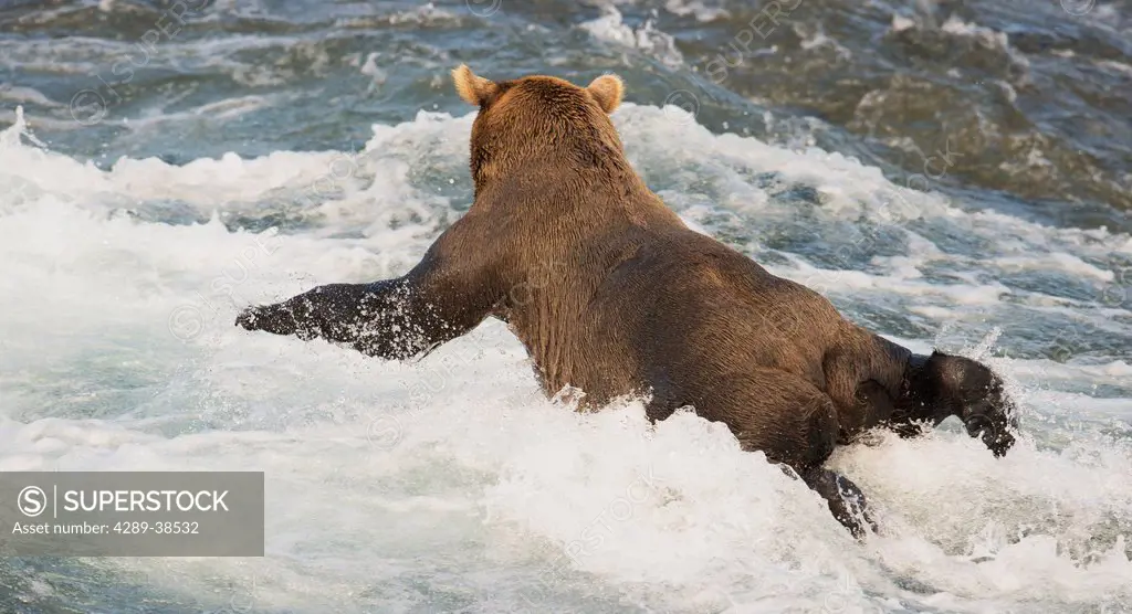 Brown bear laying in Mikfik Creek while fishing for salmon, McNeil River State Game Sanctuary, Southwest Alaska, Summer