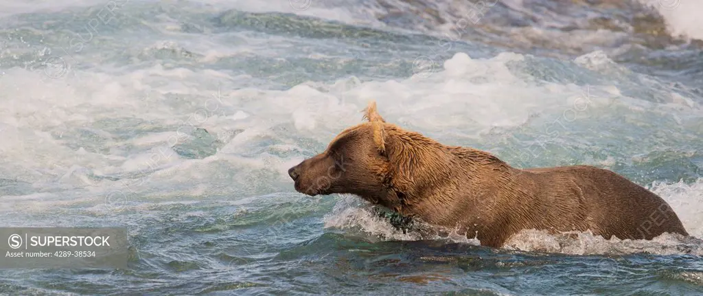 Brown bear laying in Mikfik Creek while fishing for salmon, McNeil River State Game Sanctuary, Southwest Alaska, Summer