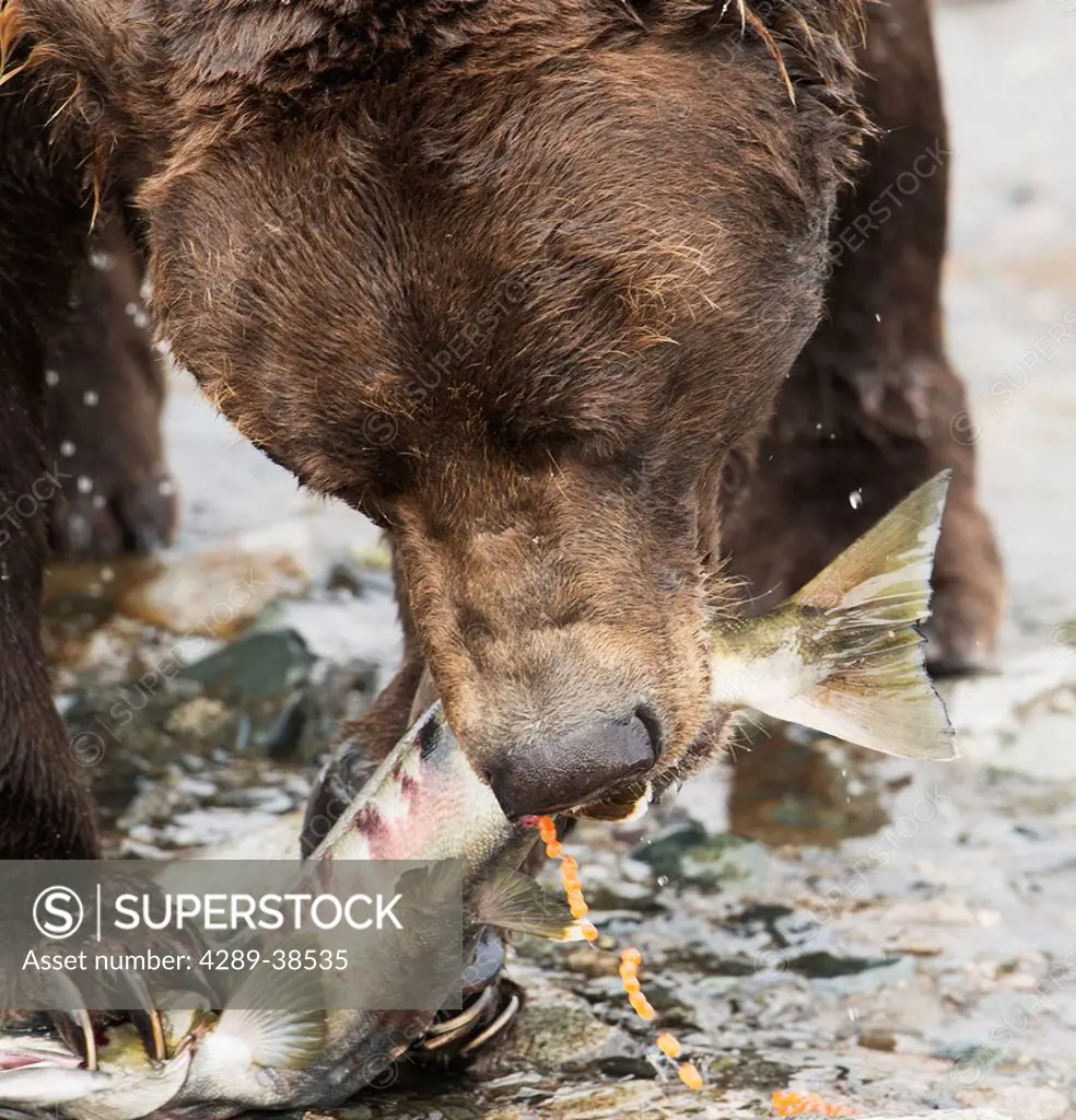 Close up of Brown bear eating salmon in Mikfik Creek, McNeil River State Game Sanctuary, Southwest Alaska, Summer