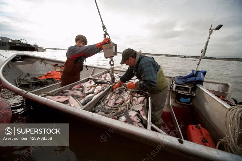 A father and son deliver sockeye salmon caught in a commercial setnet fishery to a tender boat in the Naknek River, Naknek, Bristol Bay, Alaska.