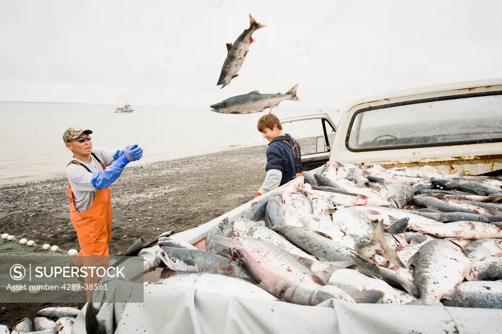 Commercial setnet fishermen pick sockeye salmon from their setnets and pitch them into the back of their truck in the fishing villiage of Ekuk near Di...
