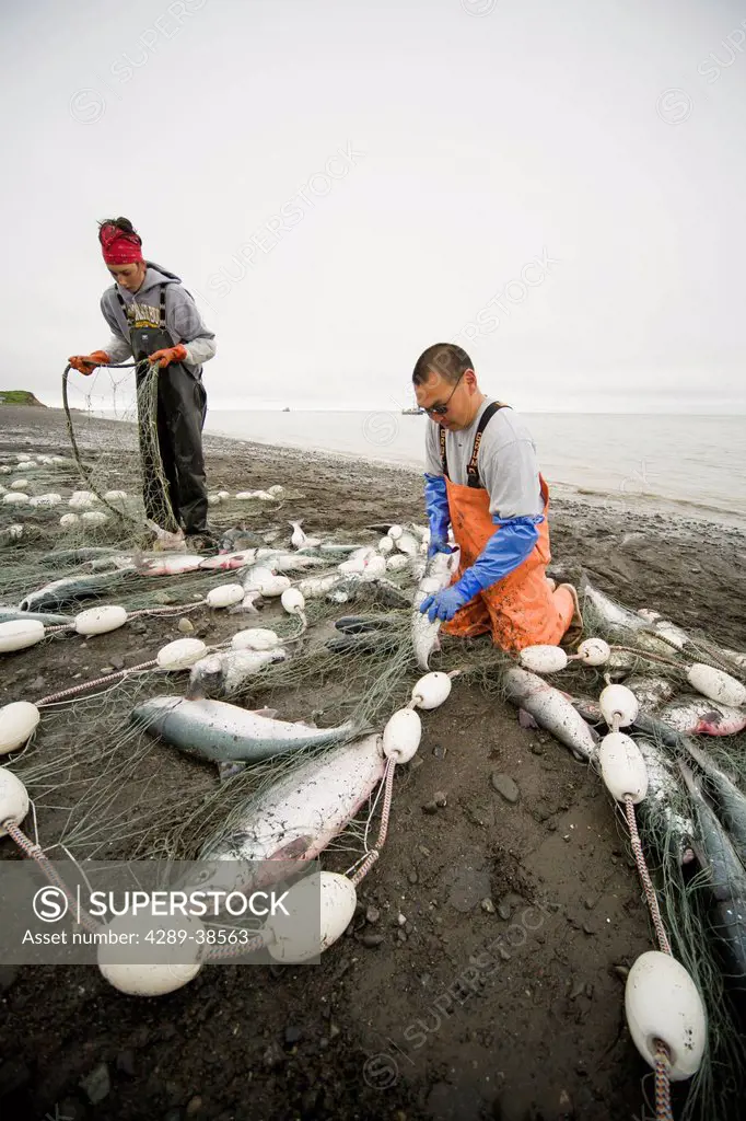 Commercial setnet fishermen pick sockeye salmon from their setnets at Ekuk in the Nushagak district Bristol Bay, Bering Sea, Alaska.