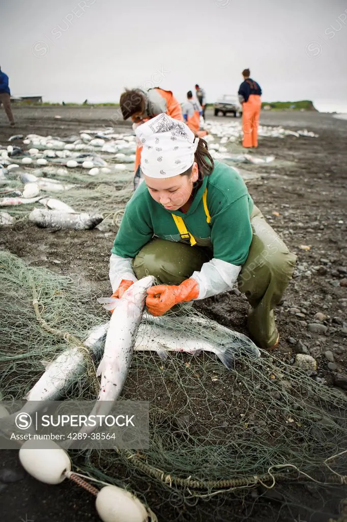 Commercial setnetters pick sockeye salmon from their setnets in the fishing villiage of Ekuk near Dillingham, Nushagak Bay, Bristol Bay, Bering Sea, A...