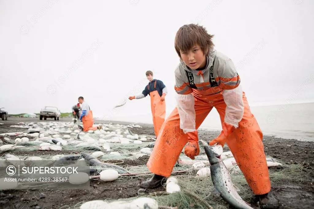 Commercial setnet fishermen pick sockeye salmon from their setnets in the fishing villiage of Ekuk near Dillingham, Nushagak Bay, Bristol Bay, Bering ...