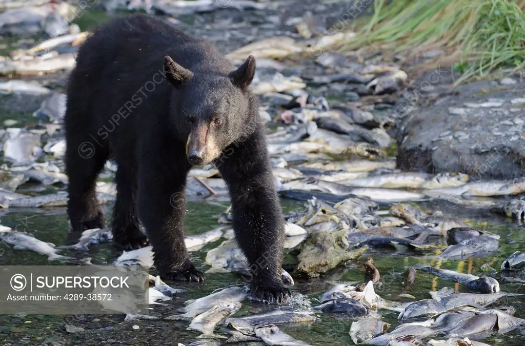 Black Bear (Ursus americanus) stands among spawned out Pink Salmon (Oncorhynchus gorbuscha), Valdez, Alaska, Summer