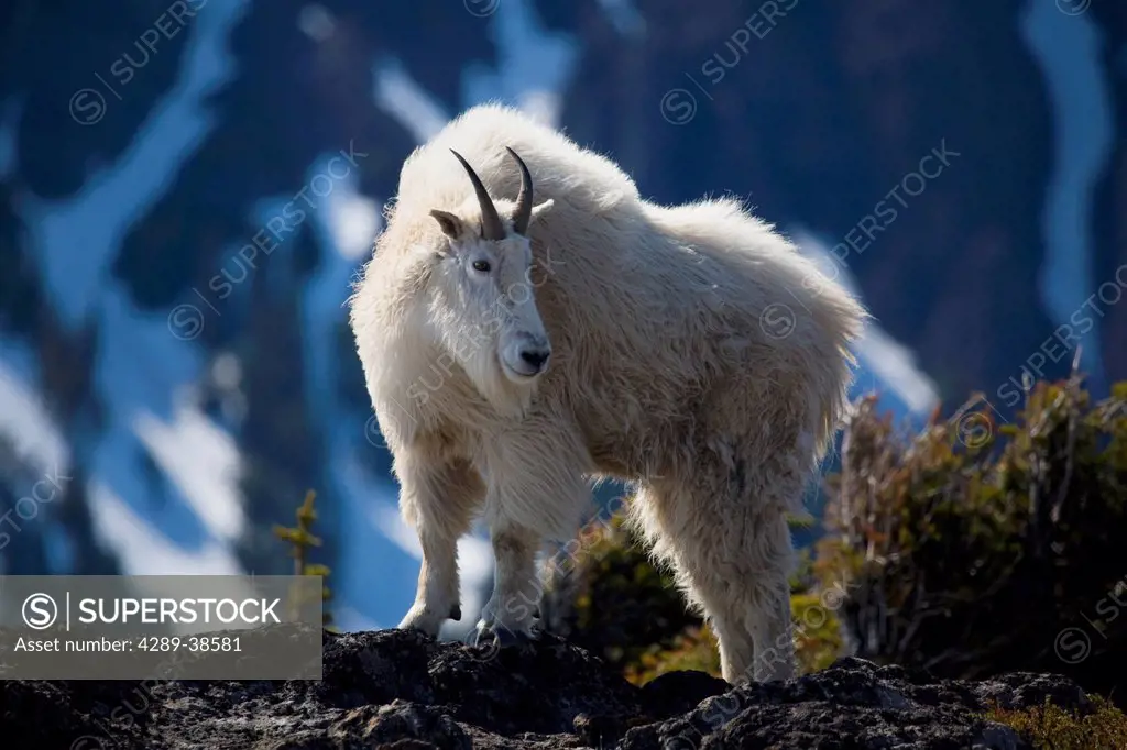 Mountain goat looking left in winter coat, Olympic Mountains, Washington, USA