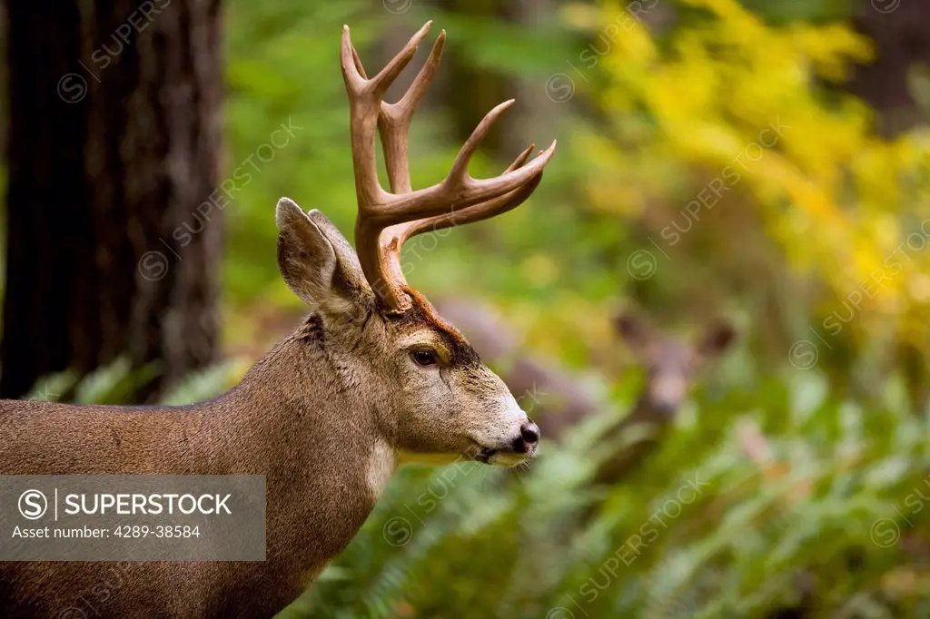 Black-tail buck in rut standing in fall forest with doe in background, Elwha Valley,Olympic Peninsula, Washington, USA