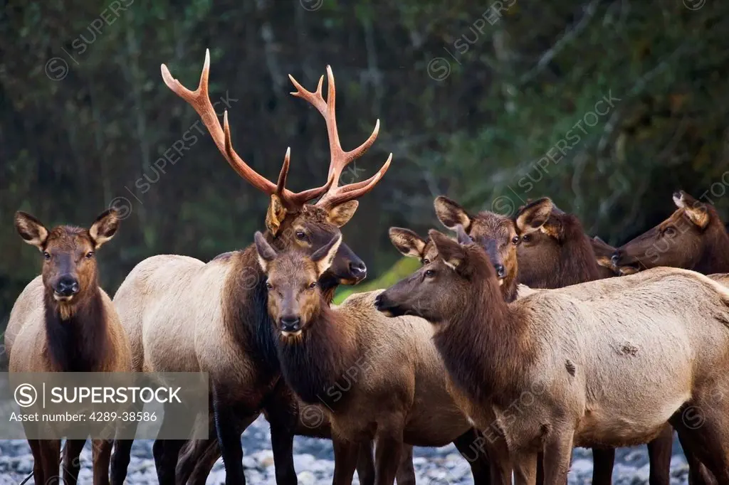 Bull Rooselvelt elk with harem standing on Hoh River, Olympic Mountains, Olympic National Park, Olympic National Forest, Washington, USA