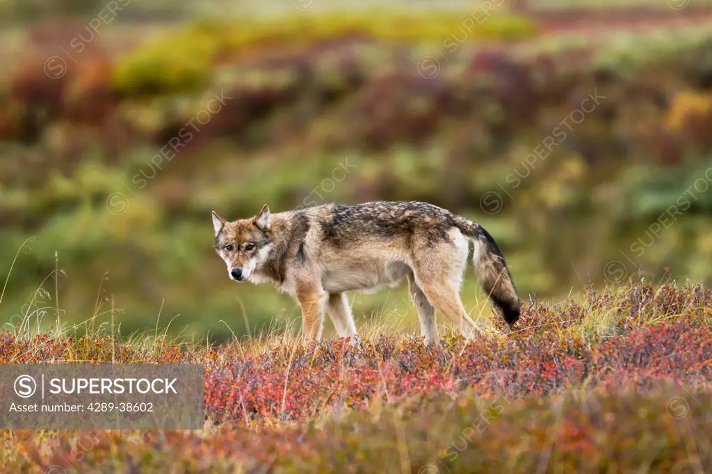 Gray wolf (Canis lupus) walking along tundra ridge, Fall, Denali National Park, Interior Alaska, USA.