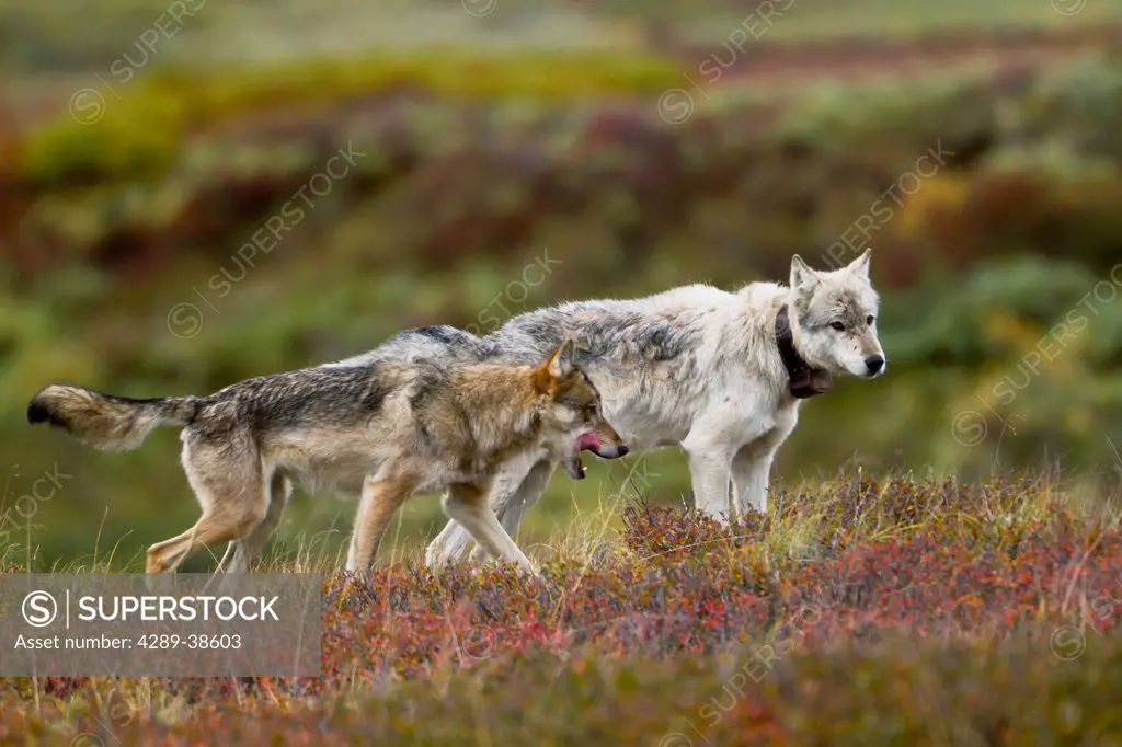 Gray wolves (Canis lupus) walking along tundra ridge, Fall, Alpha male from Grant Pack is wearing radio collar, another wolf is walking by his side. D...