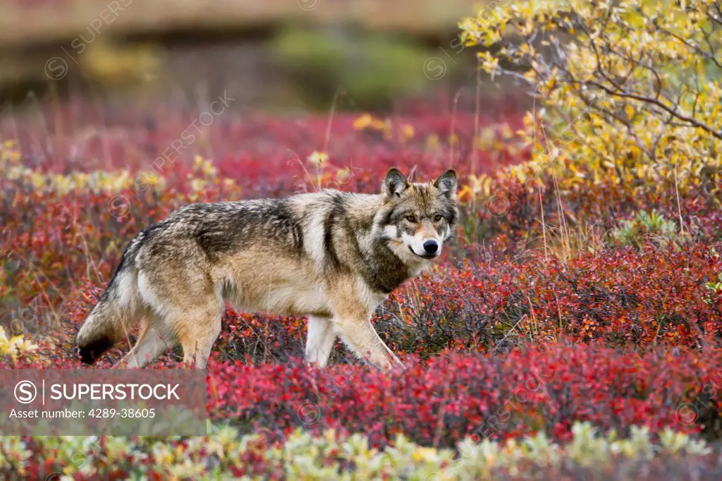 Gray wolf (Canis lupus) walking along tundra ridge Fall, dwarf birch (Betula nana) bright red, willows (Salix sp.) golden. Denali National Park, Inter...