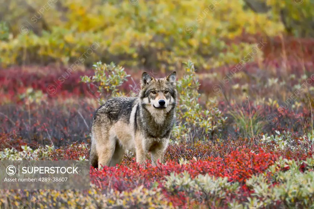 Gray wolf (Canis lupus) walking along tundra ridge Fall, dwarf birch (Betula nana) bright red, willows (Salix sp.) golden. Denali National Park, Inter...