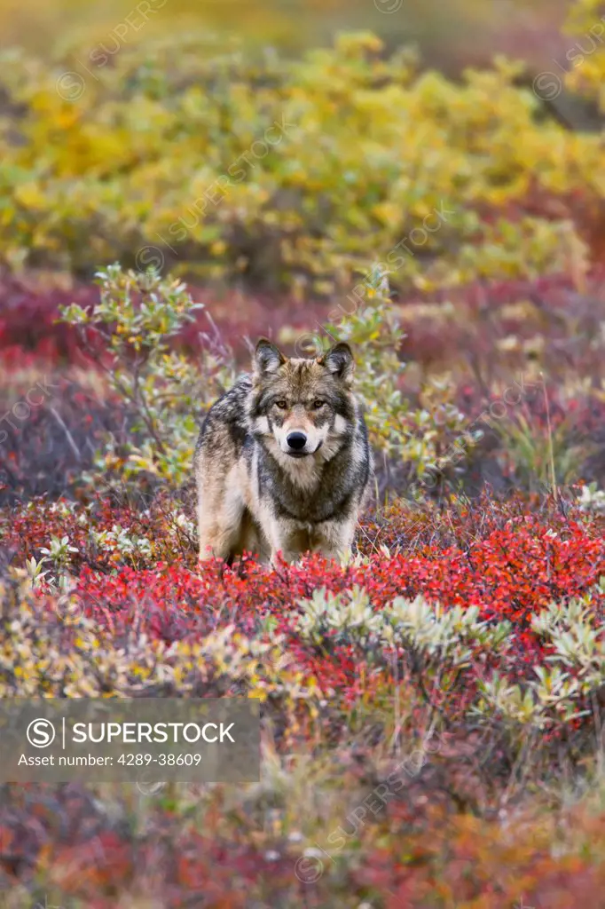 Gray wolf (Canis lupus) standing on tundra Fall, dwarf birch (Betula nana) bright red, willows (Salix sp.) golden. Denali National Park, Interior Alas...