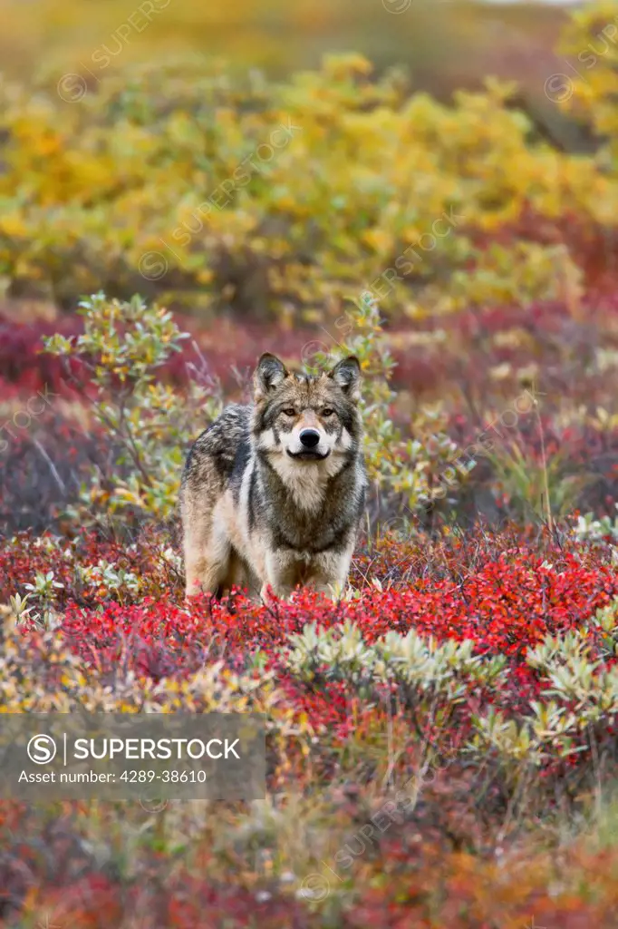 Gray wolf (Canis lupus) standing on tundra Fall, dwarf birch (Betula nana) bright red, willows (Salix sp.) golden. Denali National Park, Interior Alas...