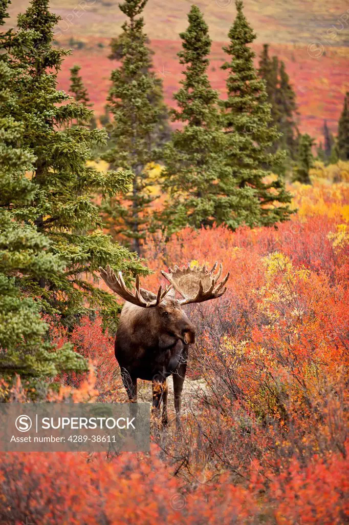 Moose (Alces alces) bull standing in red dwarf birch (Betula nana) in open spruce forest, Fall, Denali National Park, Interior Alaska, USA.