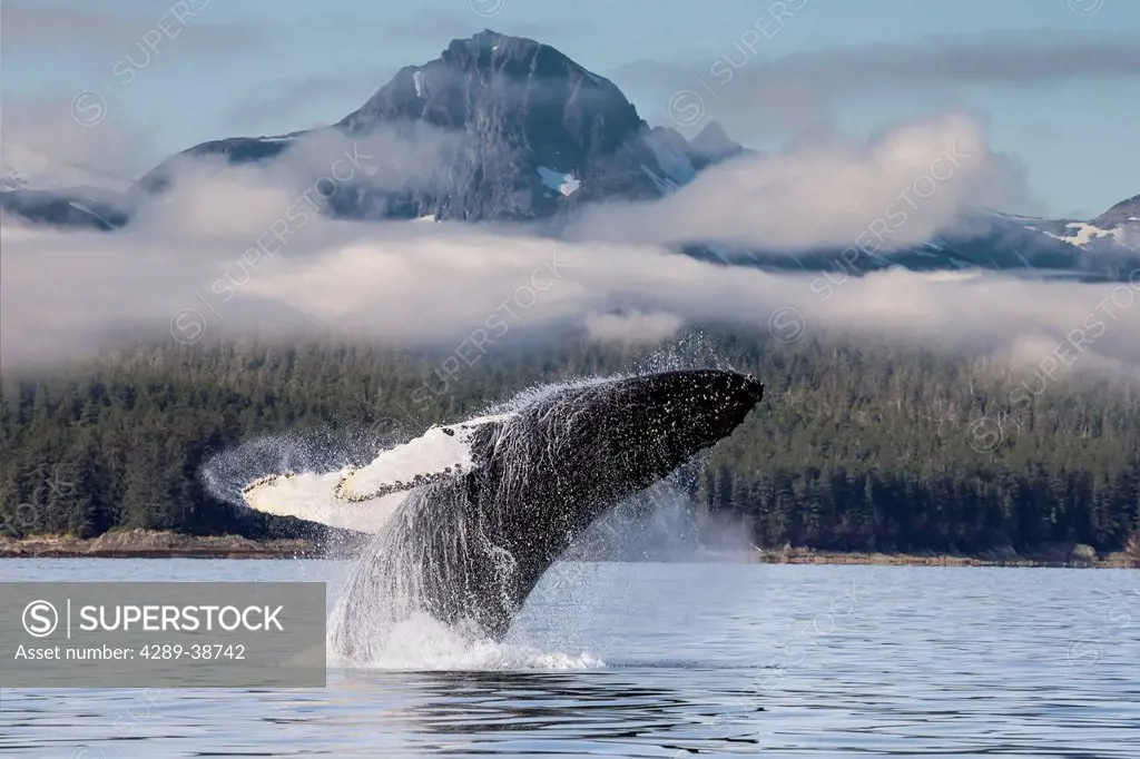 A humpback whale breaches as it leaps from the calm waters of Lynn Canal in Alaska's Inside Passage. The forested shoreline of the Chilkat Penninsula ...
