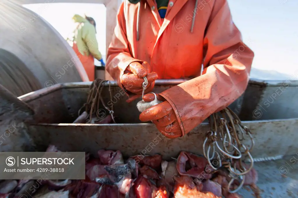 Baiting halibut longline hooks with pink salmon while preparing to commercial fish for halibut in Ikatan Bay, near False Pass, Southwest Alaska, summe...