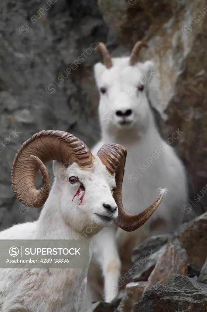 Bloody Dall ram and ewe near Windy Point at Mile 106 Seward Highway during the Autumn rut, Chugach Mountains in Southcentral Alaska south of Anchorage...