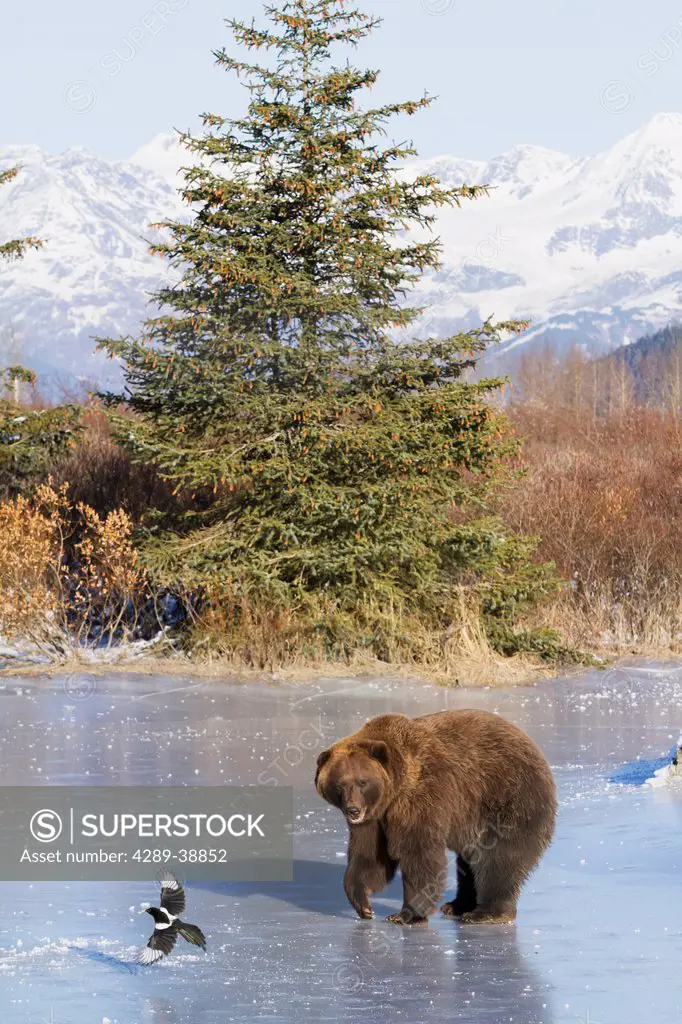 Captive Brown bear walks on ice near a Black-billed magpie that is just flying away at the Alaska Wildlife Conservation Center in Portage, Southcentra...