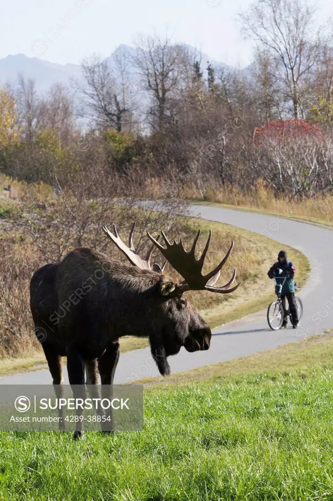 Bull moose and person on bike trail near Point Woronzof in West Anchorage in Autumn, Southcentral Alaska.