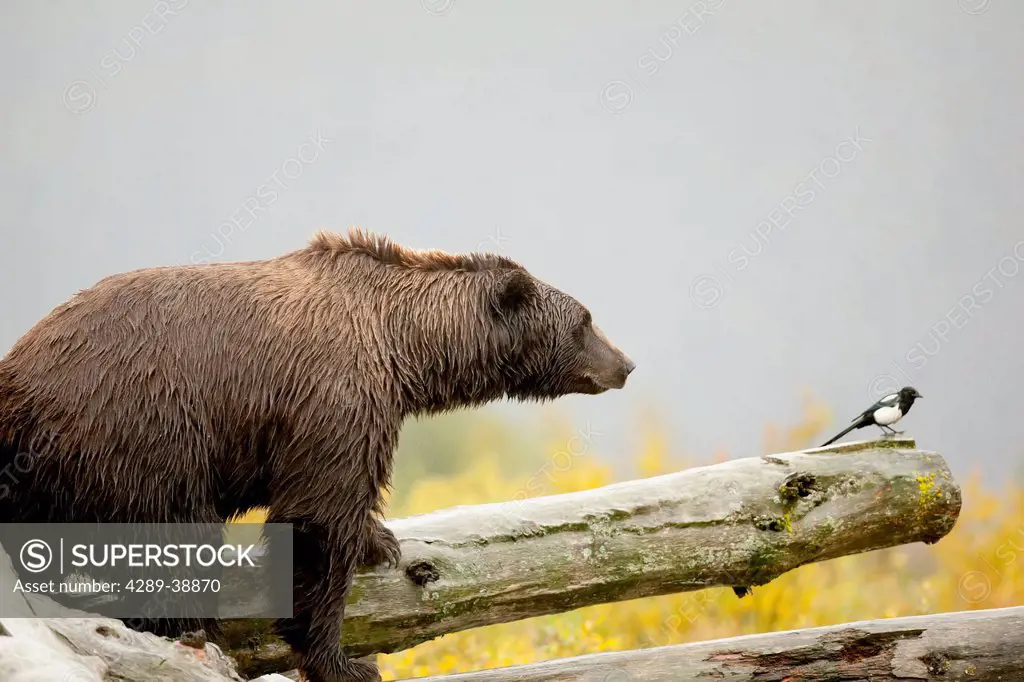 Captive mature male Brown bear stands on log pile and tries to catch a Black-billed Magpie at the Alaska Wildlife Conservation Center in Portage, Sout...