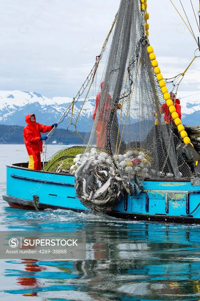 Seiners haul their net during a Chum Salmon opening outside Amalga Harbor, Juneau, Alaska. Seiners from all over SE Alaska, about 44 in all, vied for ...