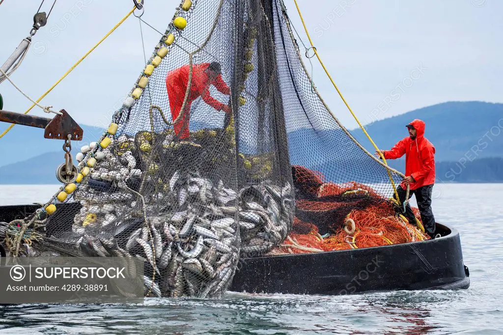 Seiners haul their net during a Chum Salmon opening outside Amalga Harbor, Juneau, Alaska. Seiners from all over SE Alaska, about 44 in all, vied for ...