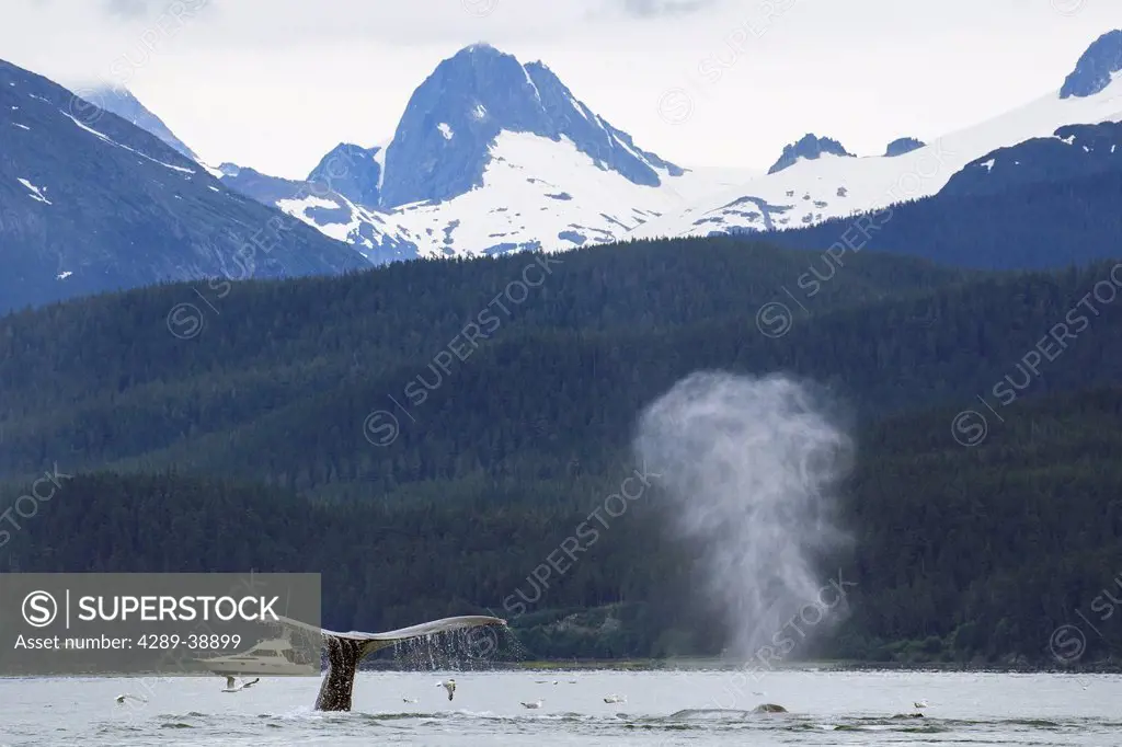 A group of Humpback whales bubble feeding in the bountiful waters of SE Alaska's Inside Passage, Favorite Channel, near Juneau. Coastal Range rises be...