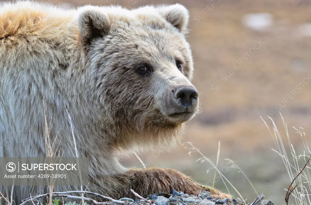Close-up of Grizzly Bear (Ursus arctos) lying on tundra at Highway Pass in Denali National Park, Alaska