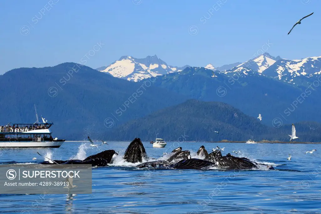 On a sunny afternoon Humpback whales bubble net lunge feed in Favorite channel near Juneau as Whale Watchers take in the view, Coast Range mountains b...