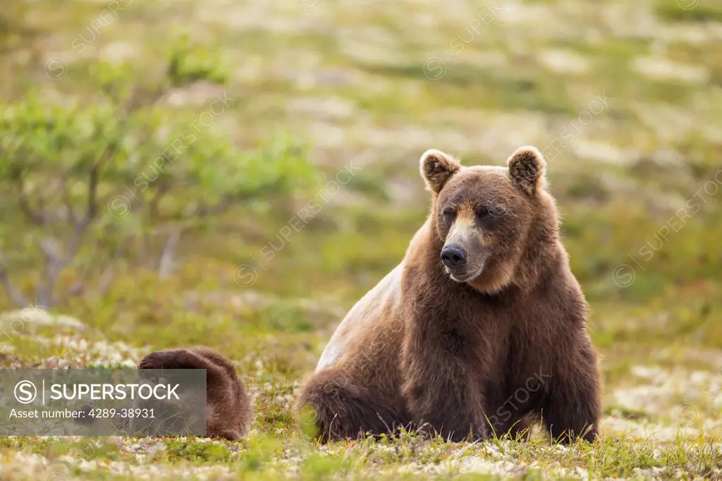 A brown bear cub plays while its mother rests after foraging for berries on the tundra in Katmai National Park, Alaska. Composite.