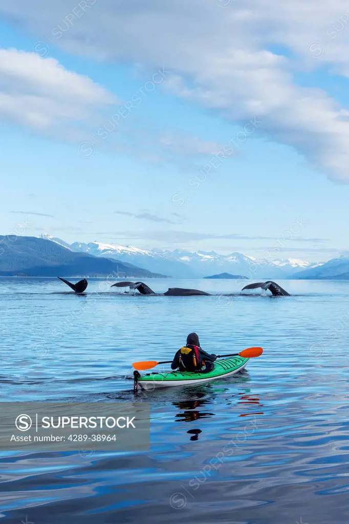 A sea kayaker watches as a group of Humpback whales lift their flukes, returning to the bountiful waters of SE Alaska's Stephens Passage, Tracy Arm an...