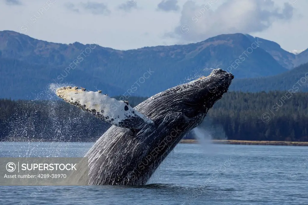 A humpback whale breaches as it leaps from the calm waters of Stephens Passage near Tracy Arm in Alaska's Inside Passage. Admiralty Island's forested ...