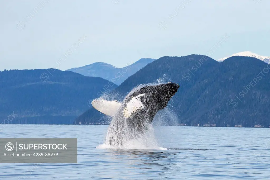 A humpback whale breaches as it leaps from the calm waters of Stephens Passage near Tracy Arm in Alaska's Inside Passage. Admiralty Island's forested ...