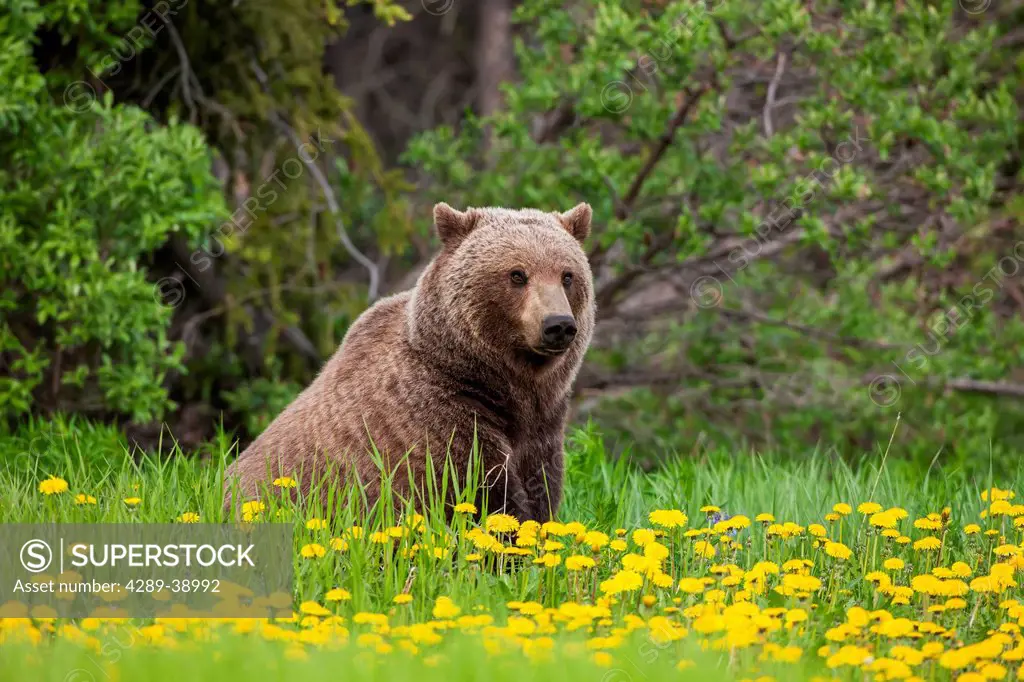 A Brown bear forages on dandelions, Alsek-Tatenshini National Park, accessable from the Haines to Haines Junction section of the Alaska Highway, Sprin...