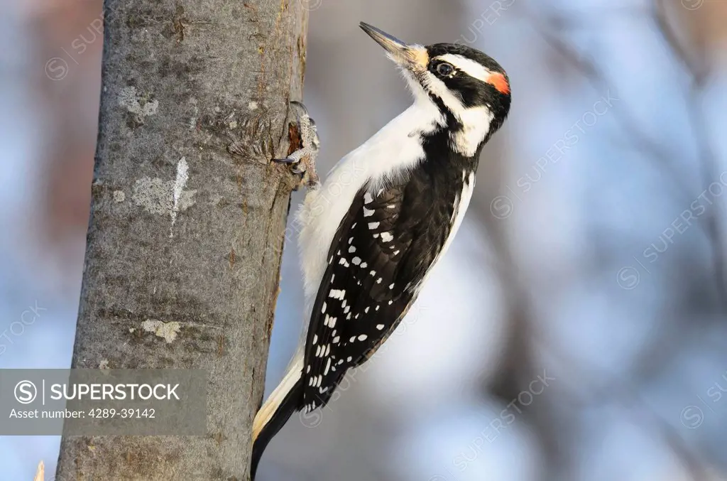 Adult male Downy Woodpecker (Picoides villosus) clings to tree trunk in Anchorage, Alaska, Fall