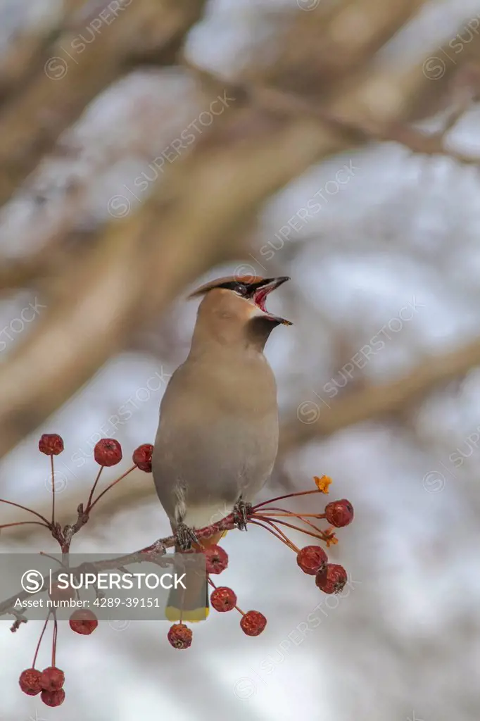 Close up of a Bohemian Waxwing with mouth open feeding on Mountain Ash berries in Anchorage, Southcentral Alaska, winter