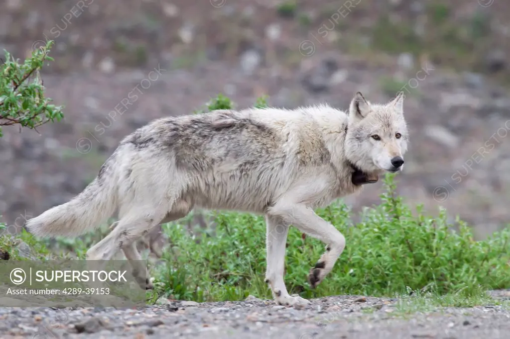 Close up of the Alpha Male Wolf of the Grant Creek Pack with radio collar, Denali National Park and Preserve, Interior Alaska, Summer.
