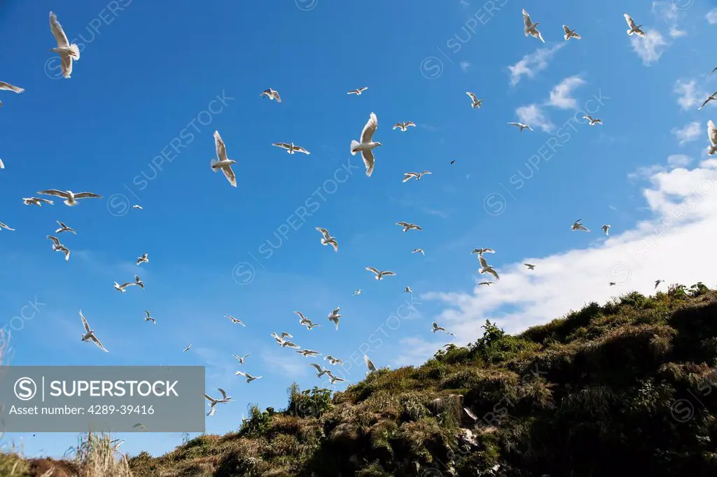 Glaucous-winged Gulls, Sankin Island, Ikatan Bay, Aleutian Islands, Southwest Alaska, summer.