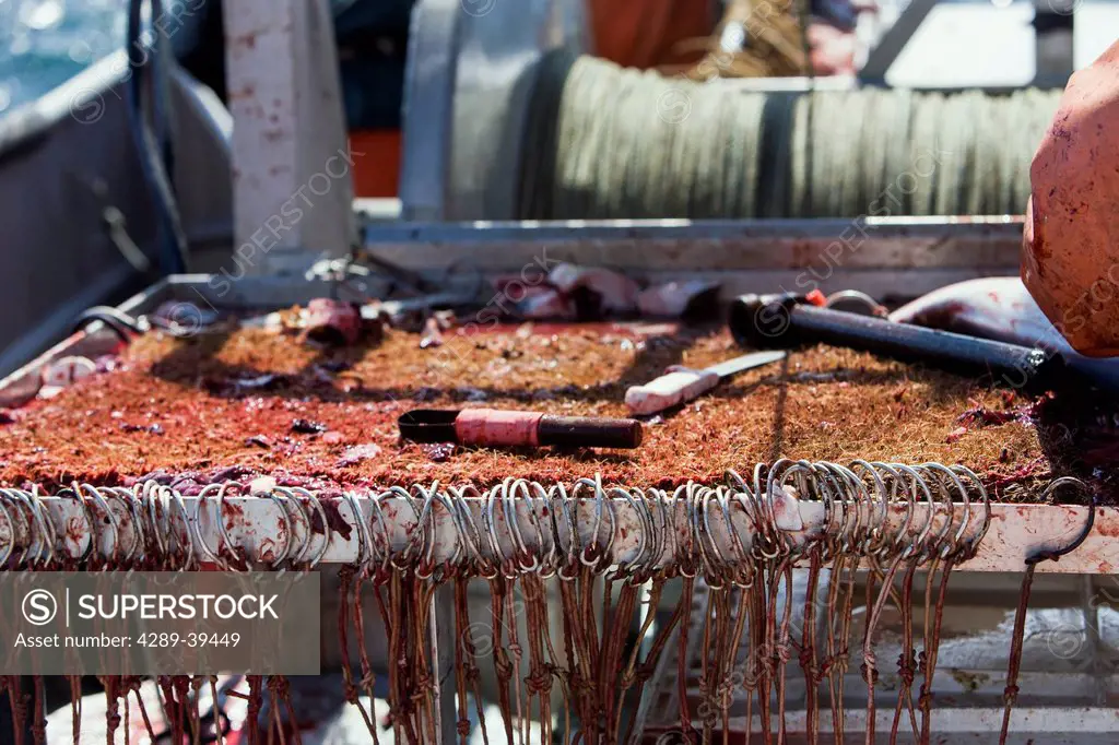 Commercial halibut fishing longline hooks ready to be baited, Alaska Peninsula, Southwest Alaska, summer.