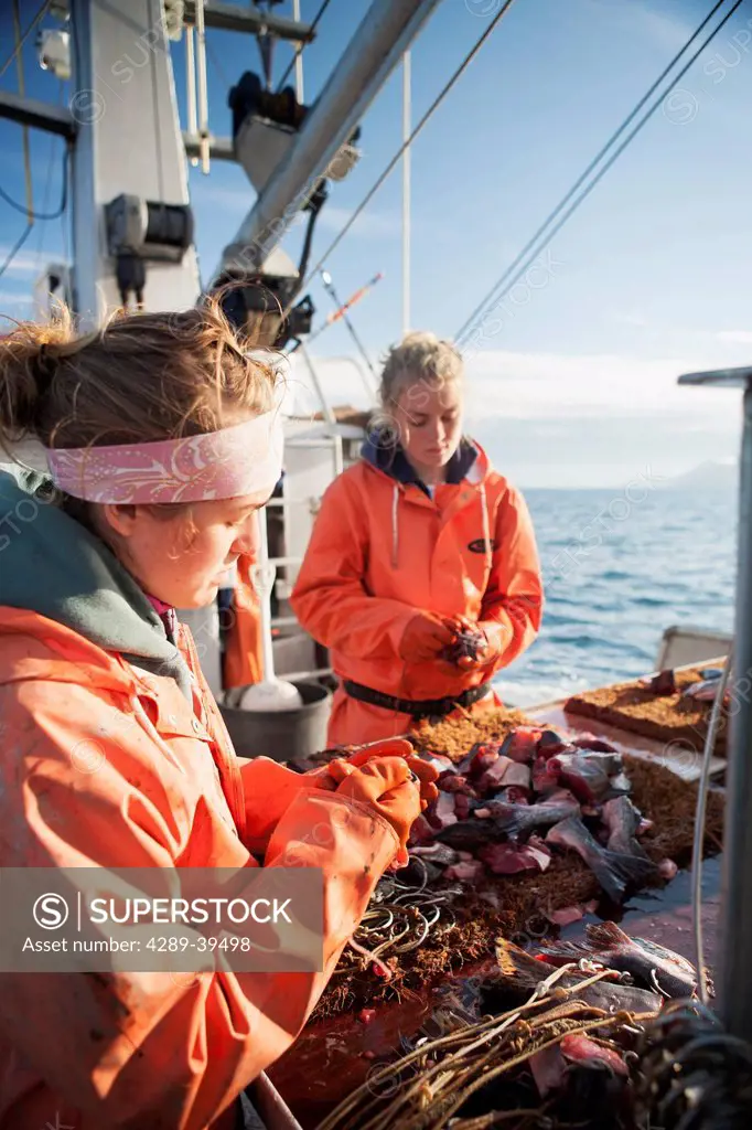 Baiting halibut longline hooks with pink salmon while preparing to commercial fish for halibut in Morzhovoi Bay, near False Pass, Southwest Alaska, su...