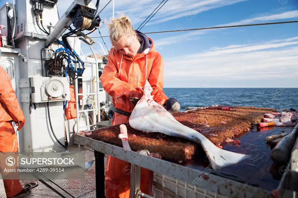 Young woman gutting halibut while commercial longline fishing near False Pass in Morzhovoi Bay, Southwest Alaska, summer.
