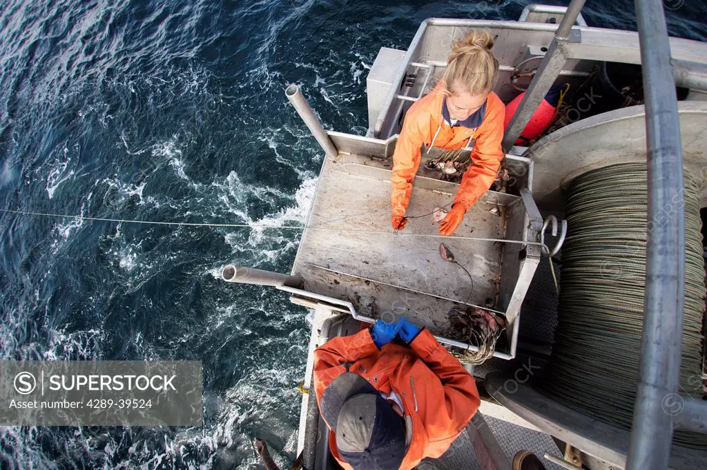 Deckhands snap hooks onto the groundline while setting out commercial halibut longline gear, Southwest Alaska, summer.