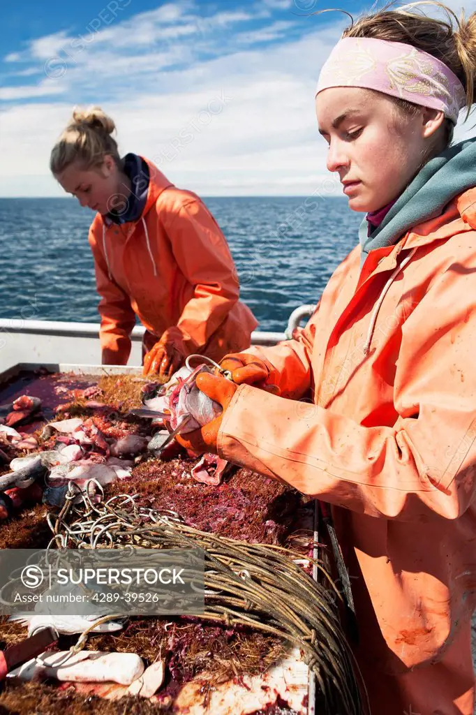 Baiting halibut longline hooks with pink salmon while preparing to commercial fish for halibut in Morzhovoi Bay, near False Pass, Southwest Alaska, su...